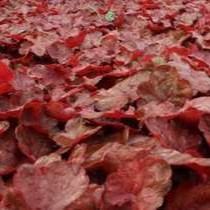 Heuchera hybr. 'Fire Chief'®  Pot 9 