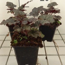 Heuchera hybr. 'Frosted Violet Dream'  Pot 9 