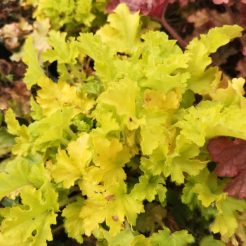 Heuchera hybr. 'Lime Marmalade'®  Pot 9 