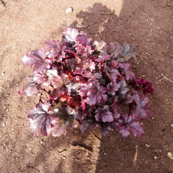 Heuchera hybr. 'Plum Pudding'®  Pot 9 