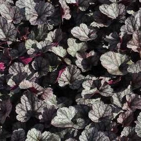 Heuchera hybr. 'Silver Scrolls'®  Pot 9 