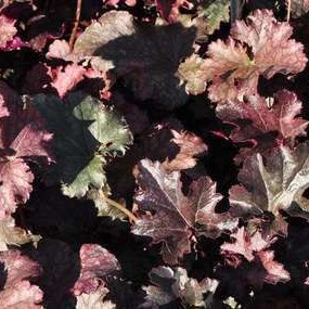Heuchera hybr. 'Stormy Seas'  Pot 9 