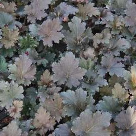 Heuchera hybr. 'Binoche'®  Pot 9 