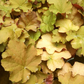 Heuchera hybr. 'Caramel'®  Pot 9 