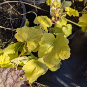 Heuchera hybr. 'Citronelle'®  Pot 9 