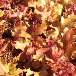 Heuchera hybr. 'Marmalade'®  CT 2 litres 