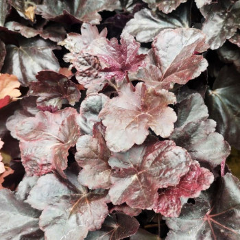 Heuchera hybr. 'Obsidian'®  Pot 9 