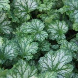 Heuchera hybr. 'Paris'  Pot 9 