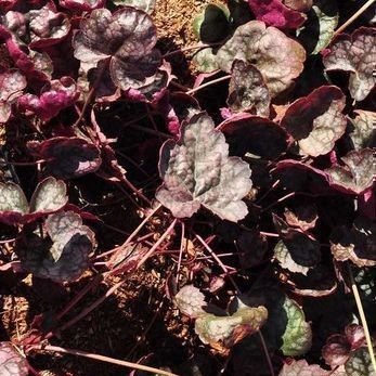Heucherella hybr. 'Quicksilver'®  Pot 9 
