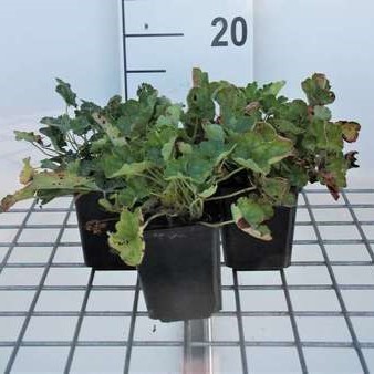 Heuchera sang. 'Leuchtkäfer'  Pot 9 