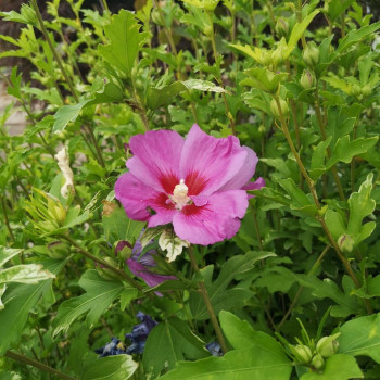 Hibiscus syr. 'Lav. Chiffon'® (= 'notwoodone'®) 0.40 à 0.60 m Cont. 