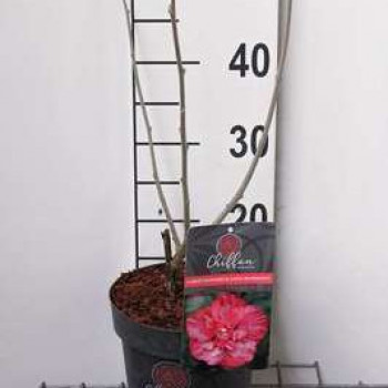 Hibiscus syr. 'Magenta Chiffon'® 0.40 à 0.60 m Cont. 