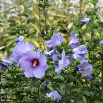 Hibiscus syr. 'Oiseau Bleu' ('blue bird') 1 à 1.25 m CT 18 litres 