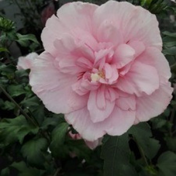Hibiscus syr. 'Pink Chiffon' 0.40 à 0.60 m Cont. 