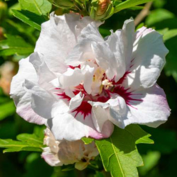 Hibiscus syr. 'Red Heart' 0.40 à 0.60 m Cont. 