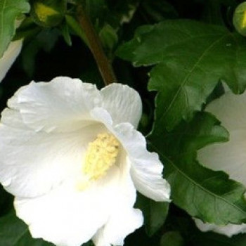 Hibiscus syr. 'Totus Albus' Demi-tige CT 15 litres 