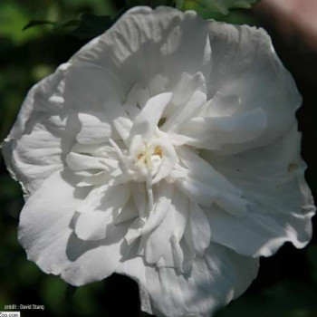 Hibiscus syr. 'White Chiffon'® (= 'notwoodtwo'®) 0.40 à 0.60 m Cont. 