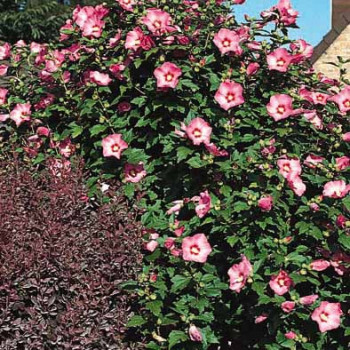 Hibiscus syr. 'Hamabo' 0.40 à 0.60 m Cont. 