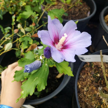 Hibiscus syr. 'Marina' 0.40 à 0.60 m Cont. 