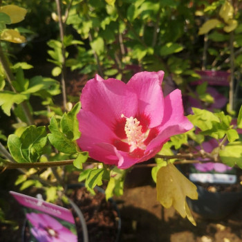 Hibiscus syr. 'Woodbridge' 0.40 à 0.60 m Cont. 
