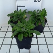 Hieracium aurantiacum  Pot 9 