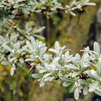 Hippophae rhamnoides 0.50 à 0.60 m CT 2 litres 