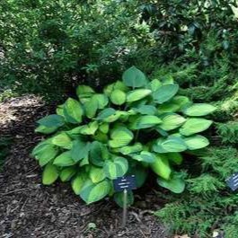 Hosta 'Fort. Albopicta' (='f.aureomaculata')  Pot 9 