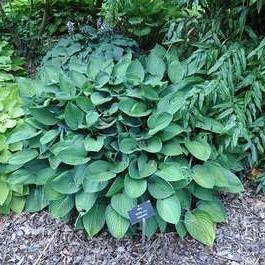 Hosta 'Fort. Hyacinthina'  Pot 9 