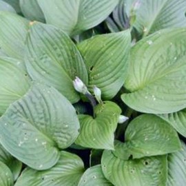 Hosta 'Fort. Obscura'  Pot 9 