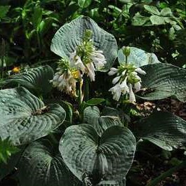 Hosta hybr. 'Blue Angel'  Pot 9 
