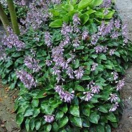 Hosta hybr. 'Blue Cadet'  Pot 9 