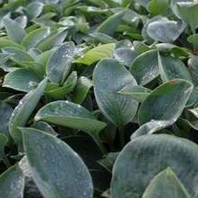 Hosta hybr. 'Blue Mammoth'  Pot 9 