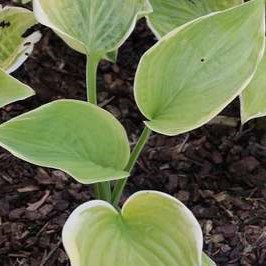 Hosta hybr. 'Fragrant Bouquet'  Pot 9 