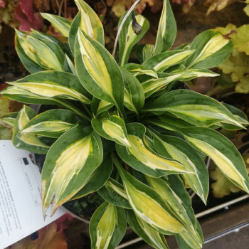 Hosta hybr. 'Gipsy Rose'  Pot 9 