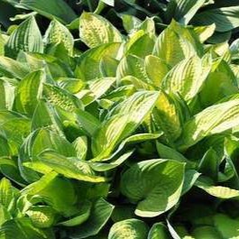 Hosta hybr. 'Gold Standard'  Pot 9 