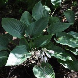 Hosta hybr. 'Krossa Regal'  Pot 9 