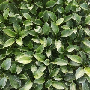 Hosta hybr. 'Love Pat'  Pot 9 