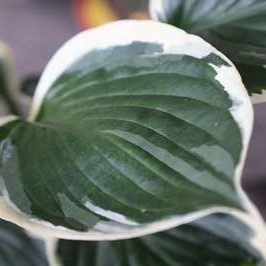 Hosta hybr. 'Minute Man'  Pot 9 