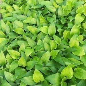 Hosta hybr. 'Purple Heart'®  Pot 9 