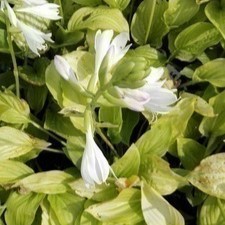 Hosta hybr. 'Royal Standard'  Pot 9 