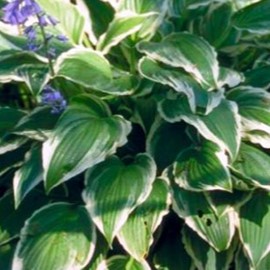 Hosta hybr. 'Undulata Albomarginata'  CT 3 litres 