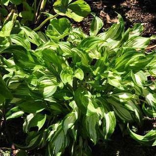 Hosta hybr. 'Undulata Mediovariegata'  Pot 9 