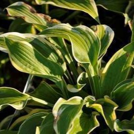 Hosta hybr. 'Wide Brim'  Pot 9 