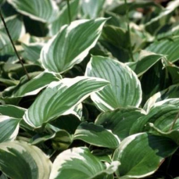 Hosta hybr. 'Aureomarginata'  CT 3 litres 