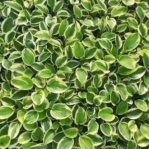Hosta hybr. 'Brim Cup'  Pot 9 