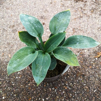 Hosta hybr. 'Big Daddy'  Pot 9 