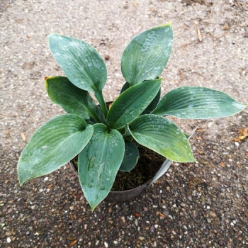 Hosta hybr. 'Big Daddy'  CT 3 litres 