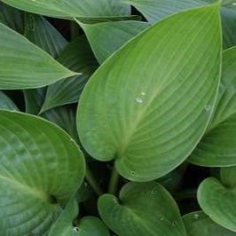 Hosta hybr. 'Devon Green'  Pot 9 