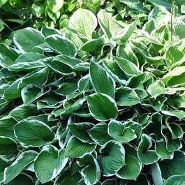 Hosta hybr. 'Francee'  CT 3 litres 