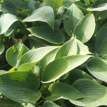 Hosta hybr. 'Halcyon'  CT 3 litres 